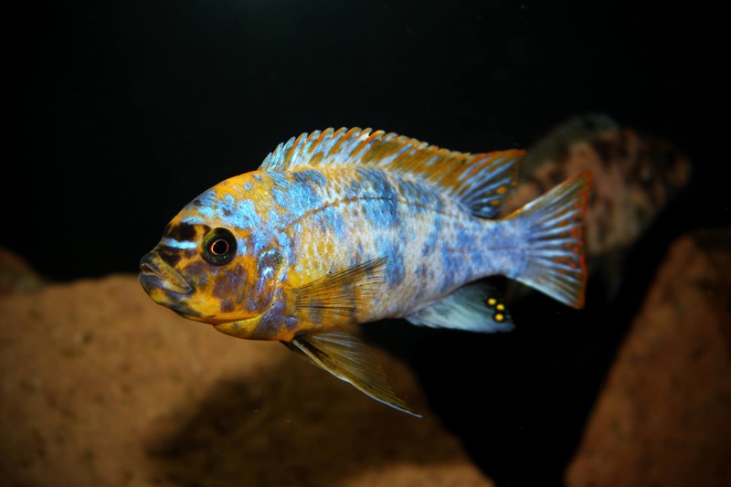 Maylandia fainzilberi 'Lundo Island'
